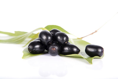 Close-up of black fruits on white background