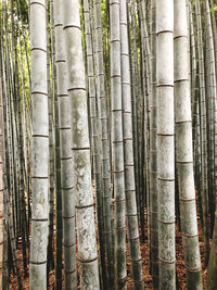 Full frame shot of bamboo trees in forest