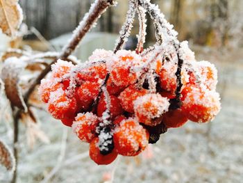 Close-up of snow on tree