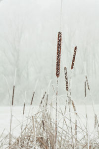 Close up frozen reed plants concept photo