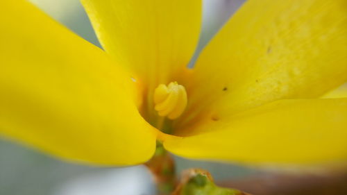 Macro shot of yellow flower