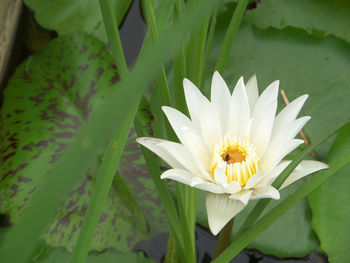 Close-up of water lily blooming outdoors