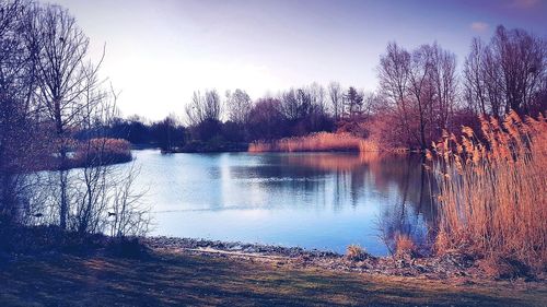 Reflection of trees in lake