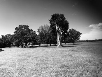 Trees on field against sky