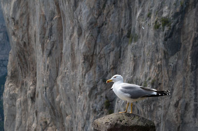 Seagull perching on rock