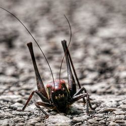 Close-up of insect on rock