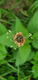 Close-up of wilted flower on plant