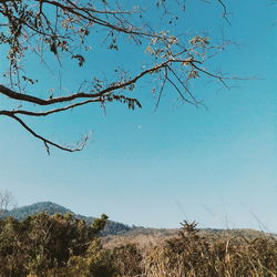 Low angle view of bare trees against clear blue sky