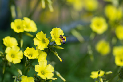 Close-up of yellow flowers