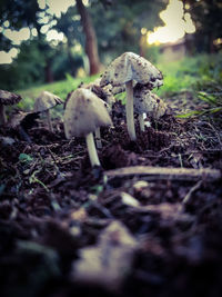 Close-up of mushroom on field