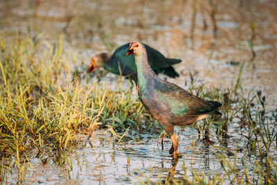 Close-up of bird on field