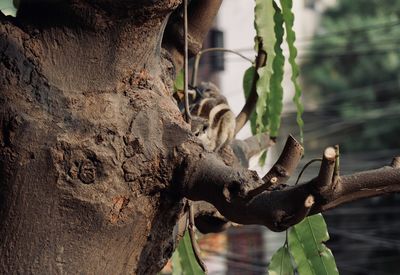 Close-up of lizard on tree trunk