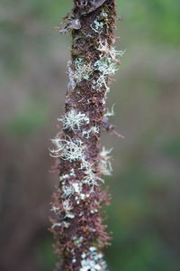 Close-up of frozen plant