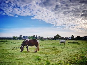 Horses grazing in a field