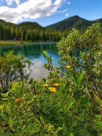 Scenic view of lake by plants against sky