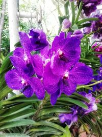 Close-up of purple flowers