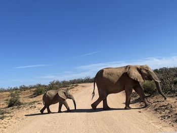 Elephants on field against clear blue sky