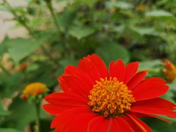 Close-up of red flower