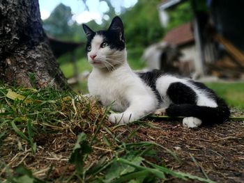 Close-up portrait of cat sitting on grass