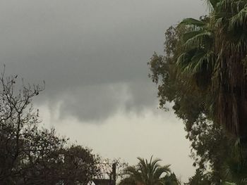 Low angle view of palm trees against cloudy sky