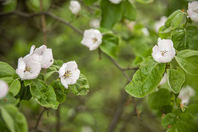 Blooming apple branch at spring garden against unfocused green grass background in bulgaria.