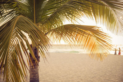 Palm trees on beach against sky