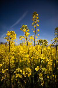 Yellow flowering plants growing on field