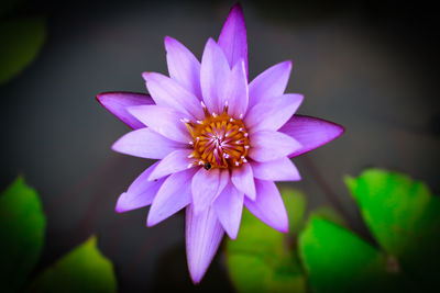 Close-up of purple flower blooming outdoors