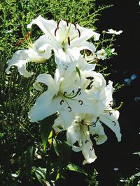 Close-up of white flowers