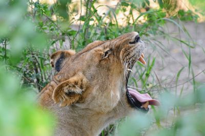 A lion is calling for freedom