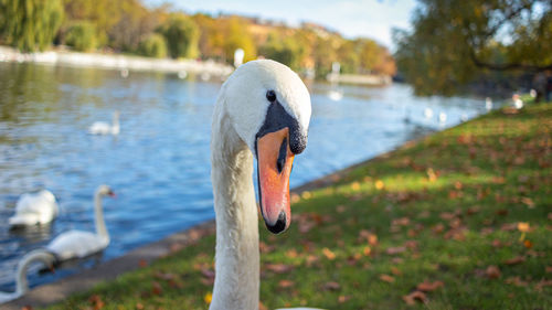 Close-up of swan in lake