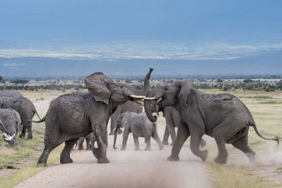 African elephants fighting on field