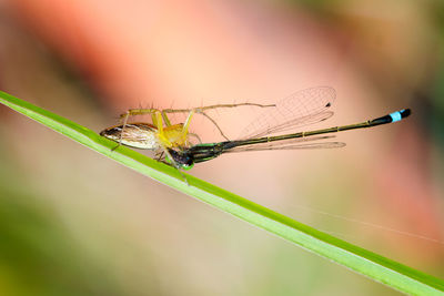 Close-up of dragonfly on plant