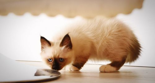 Close-up of cat standing on floor