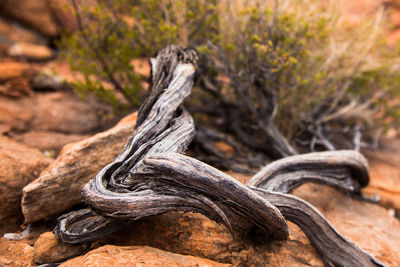 Close-up of dead tree