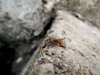 Close-up of ant on leaf