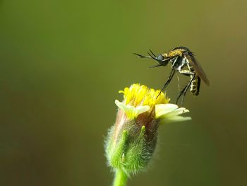 Close-up of insect on yellow flower