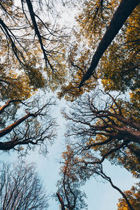 Low angle view of trees in forest against sky