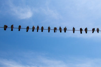 Low angle view of birds perching on cable against sky