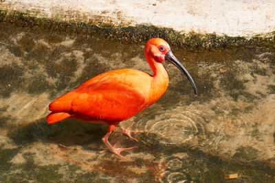 View of a duck in lake