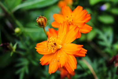 Close-up of orange day lily blooming outdoors