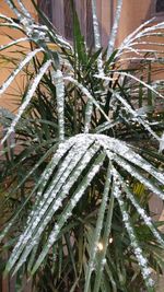 Close-up of plants during winter