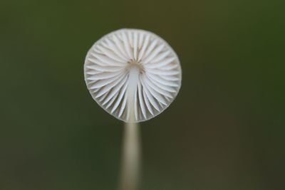 Close-up of plant