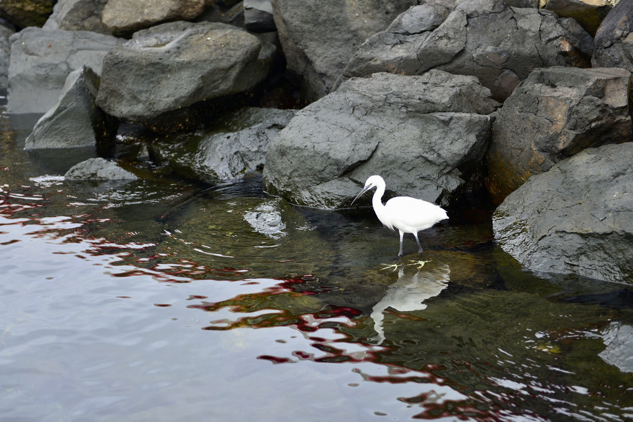 BIRDS ON ROCK