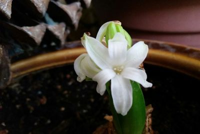 Close-up of flower blooming outdoors