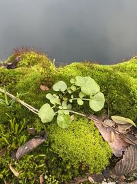 Close-up of plants growing on field