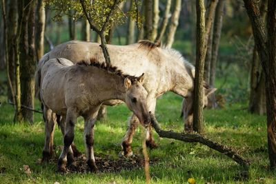 Horses standing at forest