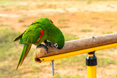 View of parrot perching on wood