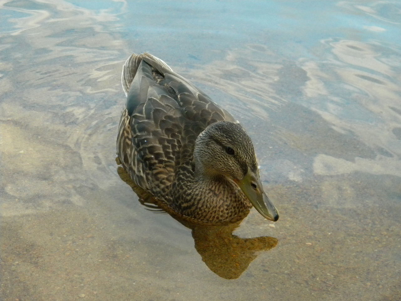 animals in the wild, animal themes, water, high angle view, swimming, animal wildlife, nature, one animal, outdoors, lake, no people, waterfront, day, bird, beauty in nature, reptile