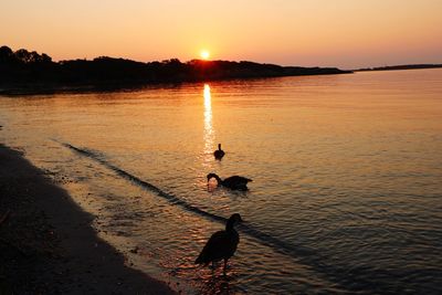 Silhouette duck swimming in  ocean during sunset